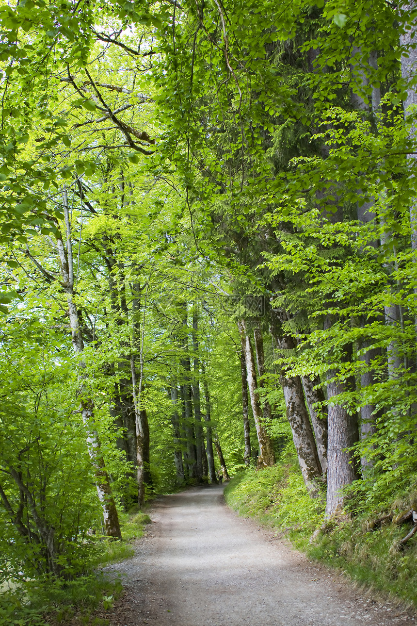 森林道路乡村林地国家阳光木头叶子风景绿色小路农村图片