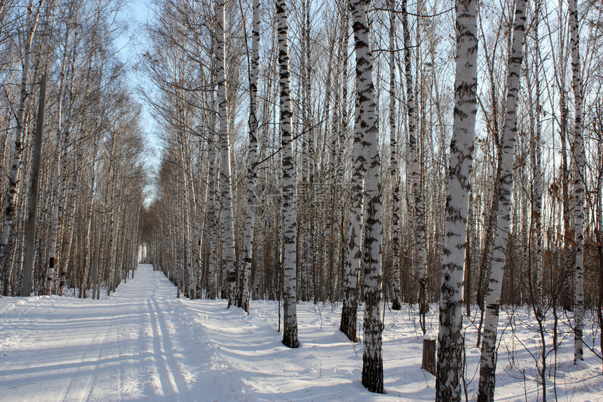 冬季火柴桦木公园树干植物地形季节场景城市天气蓝色图片