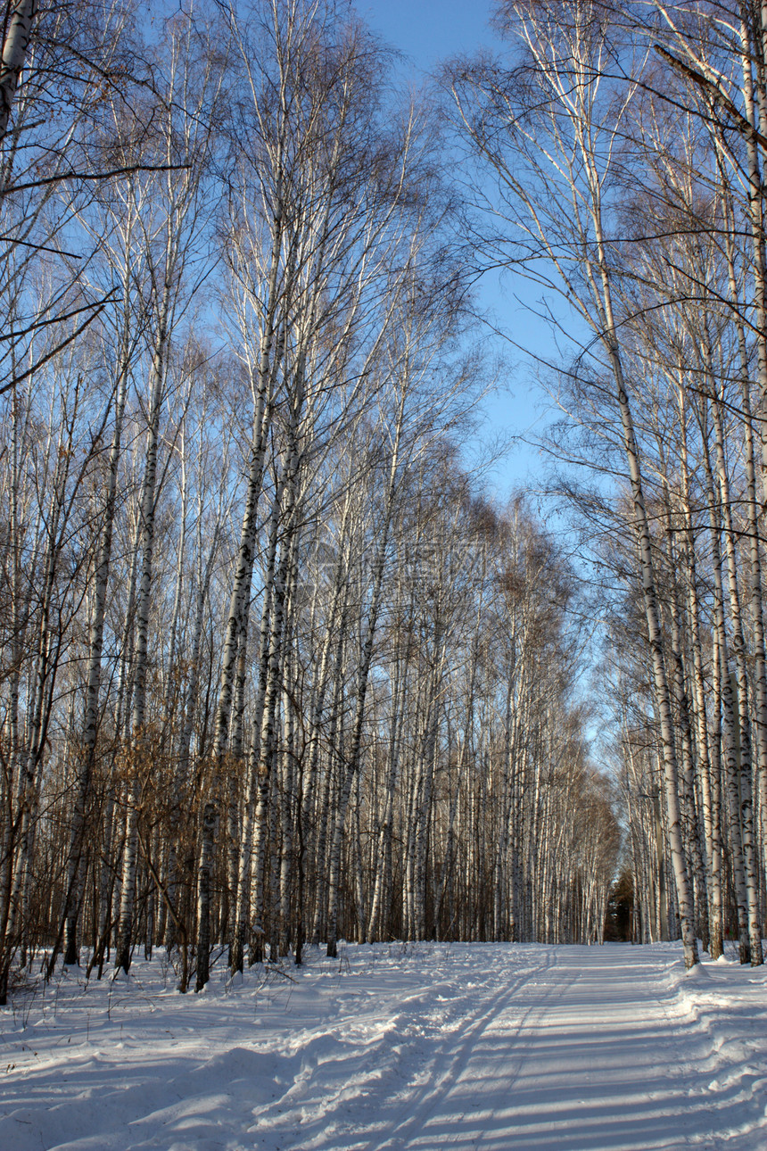 冬季火柴树木阴影树林天空森林阳光季节树干蓝色公园图片