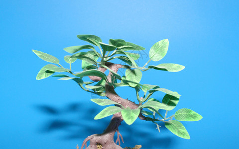 蓝色的塑料人造树树叶绿色装饰品阴影背景图片