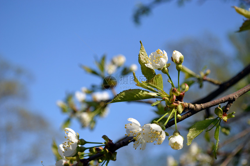 蓝天上白开花芽的鲜苹果枝图片