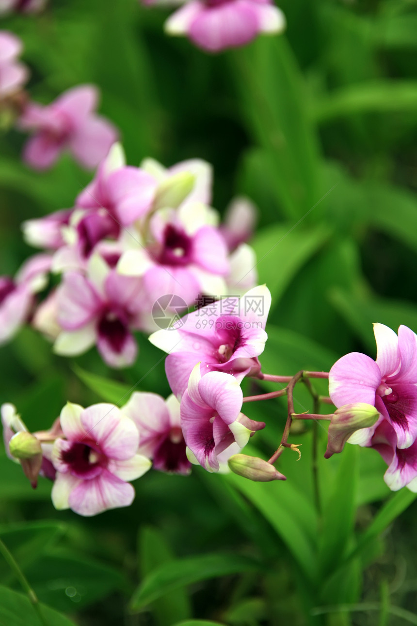 兰花花瓣花束美丽礼物宏观紫色展示植物群热带花园图片