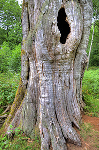 森林树木荒野岩石木头绿色树皮背景图片