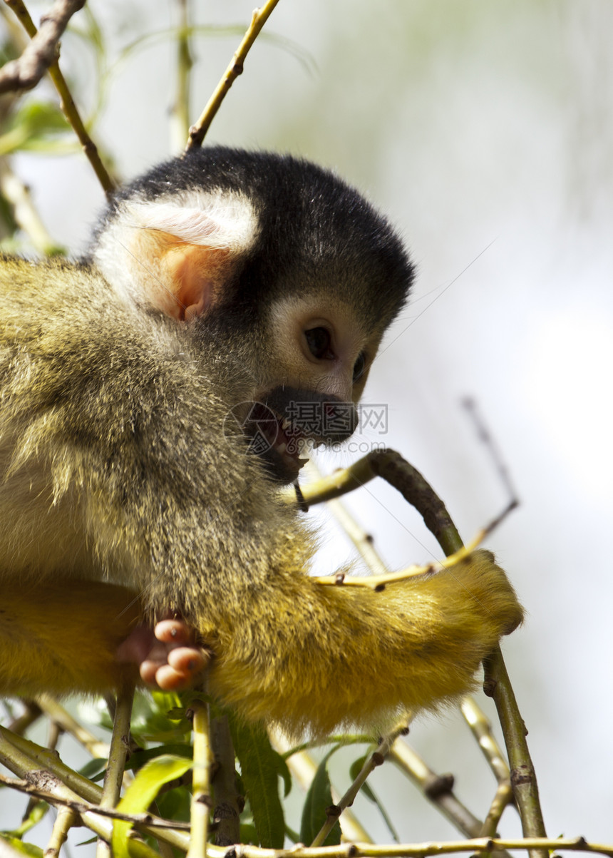树上松鼠猴水平野生动物绿色哺乳动物棕色黄色栖息动物园动物叶子图片