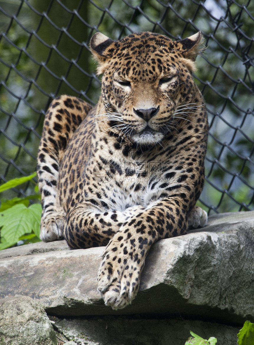 在动物园的豹动物热带猫科情调毛皮食肉捕食者爪子丛林岩石图片