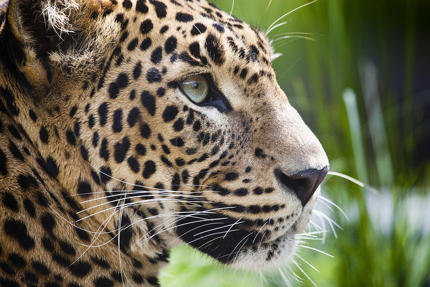 一个美丽的豹的近身荒野动物园条纹优美晶须宠物毛皮猫科捕食者爪子图片