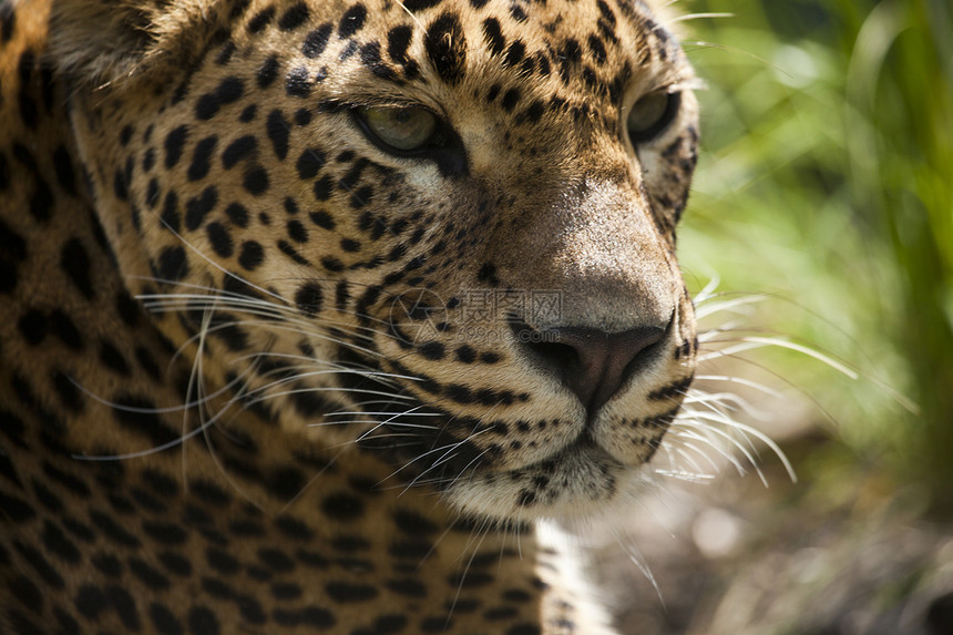 一个美丽的豹的近身荒野生物野生动物力量优美爪子鼻子强光捕食者动物群图片