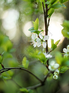 春花树日落季节绿色花园植物叶子白色黄色阳光环境背景图片