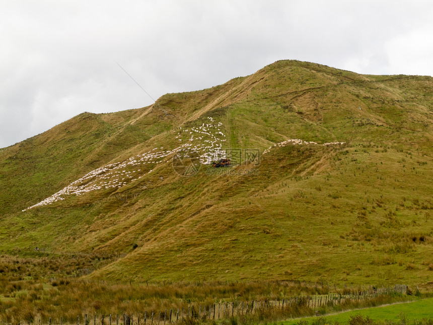 山坡陡峭的山坡上大群牧羊群农田天空牧场羊肉环境场地爬坡场景国家生态图片