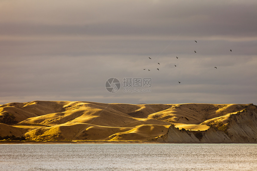 横跨新西兰黄黄海岸草原的鸟群图片