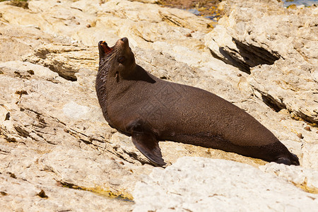 毛依海豚新西兰毛海豹 甲状脑硫悬崖海狗海岸野生动物动物脚蹼发声海豹哺乳动物海洋背景
