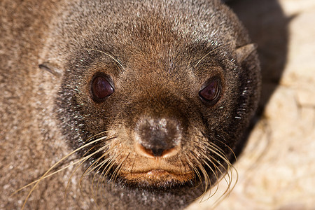 为自然发声新西兰毛海豹 甲状脑硫生态哺乳动物动物脚蹼荒野环境发声海洋悬崖鼻子背景