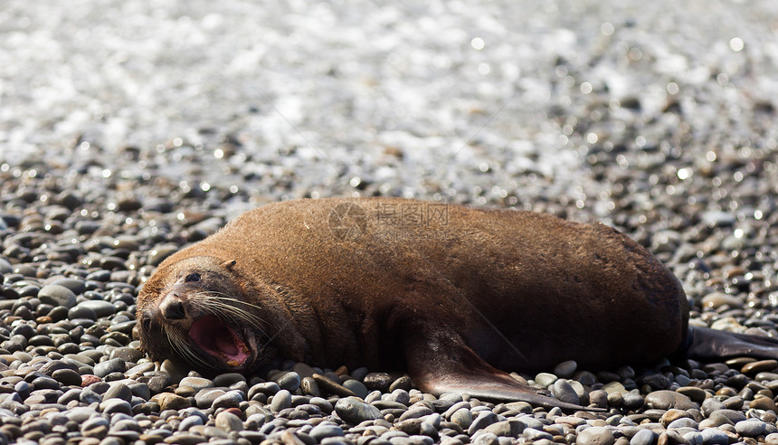 新西兰毛海豹 甲状脑硫海岸脚蹼午睡海狗荒野发声支撑捕食者哺乳动物生态图片
