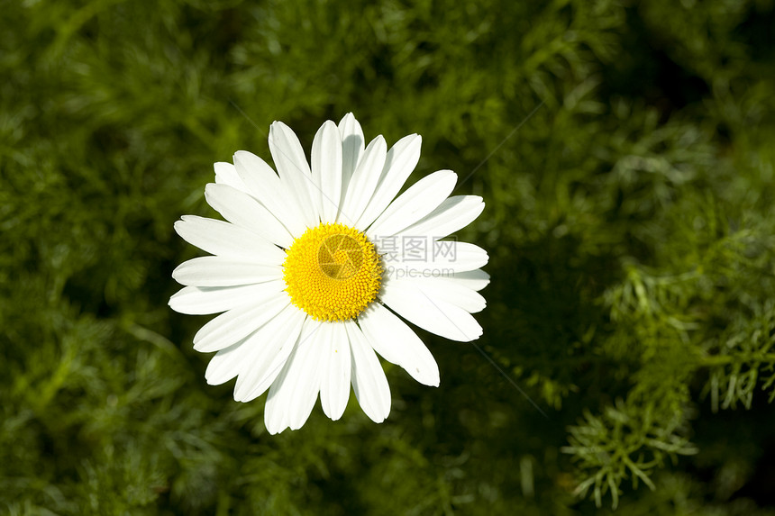 marguerite 语词白色花瓣绿色植物雏菊宏观植物图片