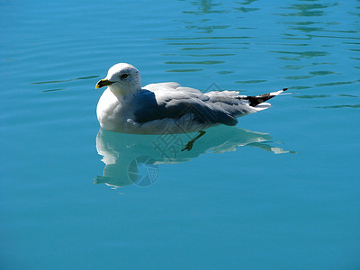 漂浮海鸥背景图片