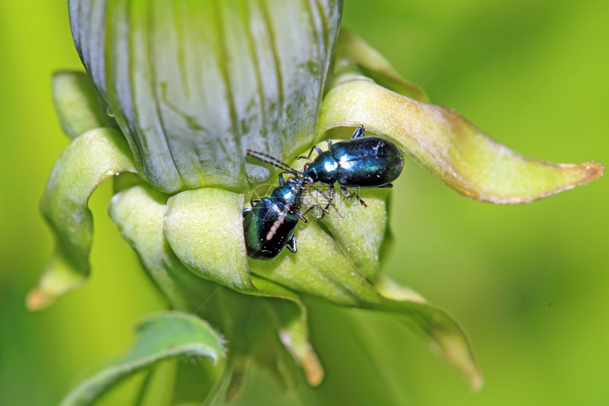 绿药草上的蓝虫甲虫叶子刀刃瓢虫阳光植物场景花瓣害虫环境图片