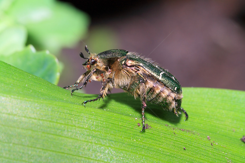 公鸡切季节野生动物环境甲虫叶子濒危飞行生物翅膀寄生图片
