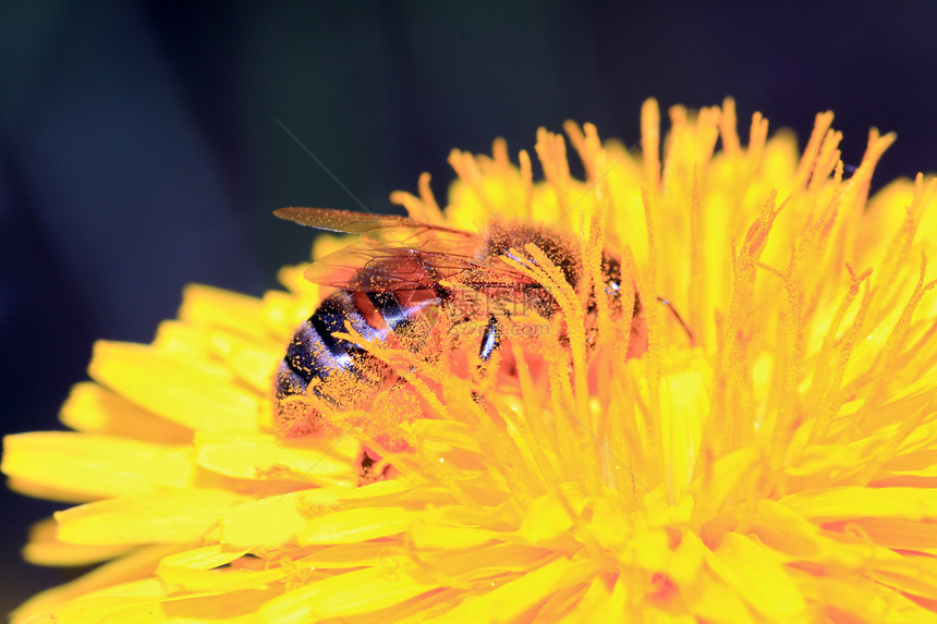 春田上黄花上的昆虫蜜蜂宏观花粉动物食物采摘摄影植物学叶子花瓣图片