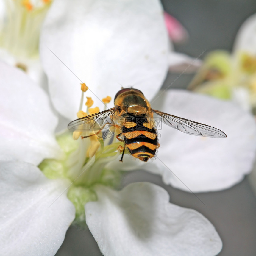 树花上的黄黄蜂蓝色园艺宏观天空蜂蜜花瓣蜜蜂植物群李子花园图片