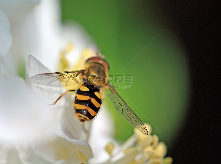 树花上的黄黄蜂季节熊蜂花园蜂蜜宏观天空植物李子晴天植物群图片