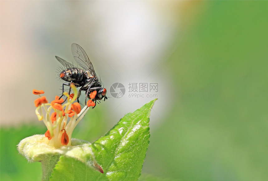 白苍蝇在满树的花朵上图片