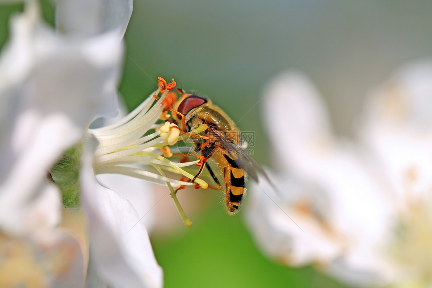 白花的黄蜂 满树的白花宏观植物群公园李子晴天生长季节植物蜂蜜天空图片