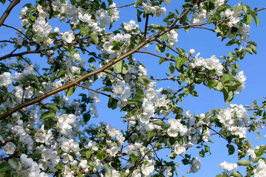 鲜花开花苹果树植被绿色乡村叶子园艺植物季节天空植物群农业图片