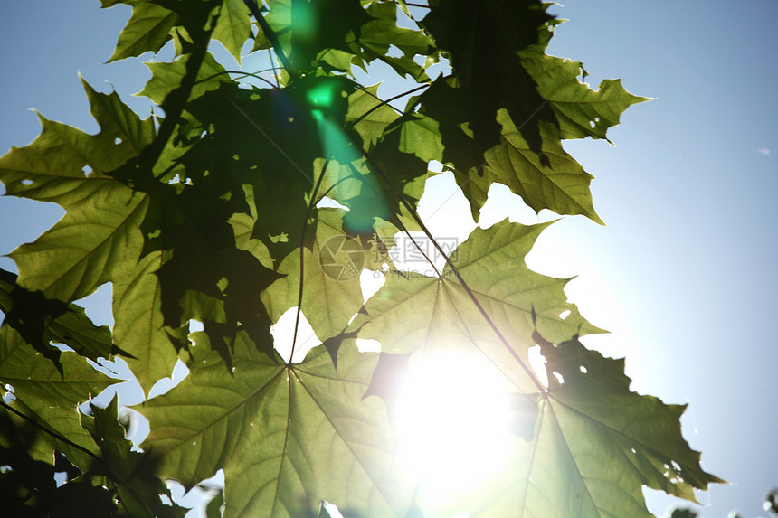 绿叶太阳分支机构环境植物学树叶木头生长森林植物绿色图片
