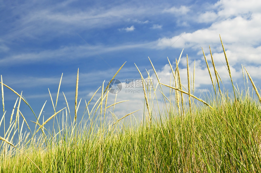 沙丘高草松林公园草地爬坡植物荒野场地晴天蓝色天空图片