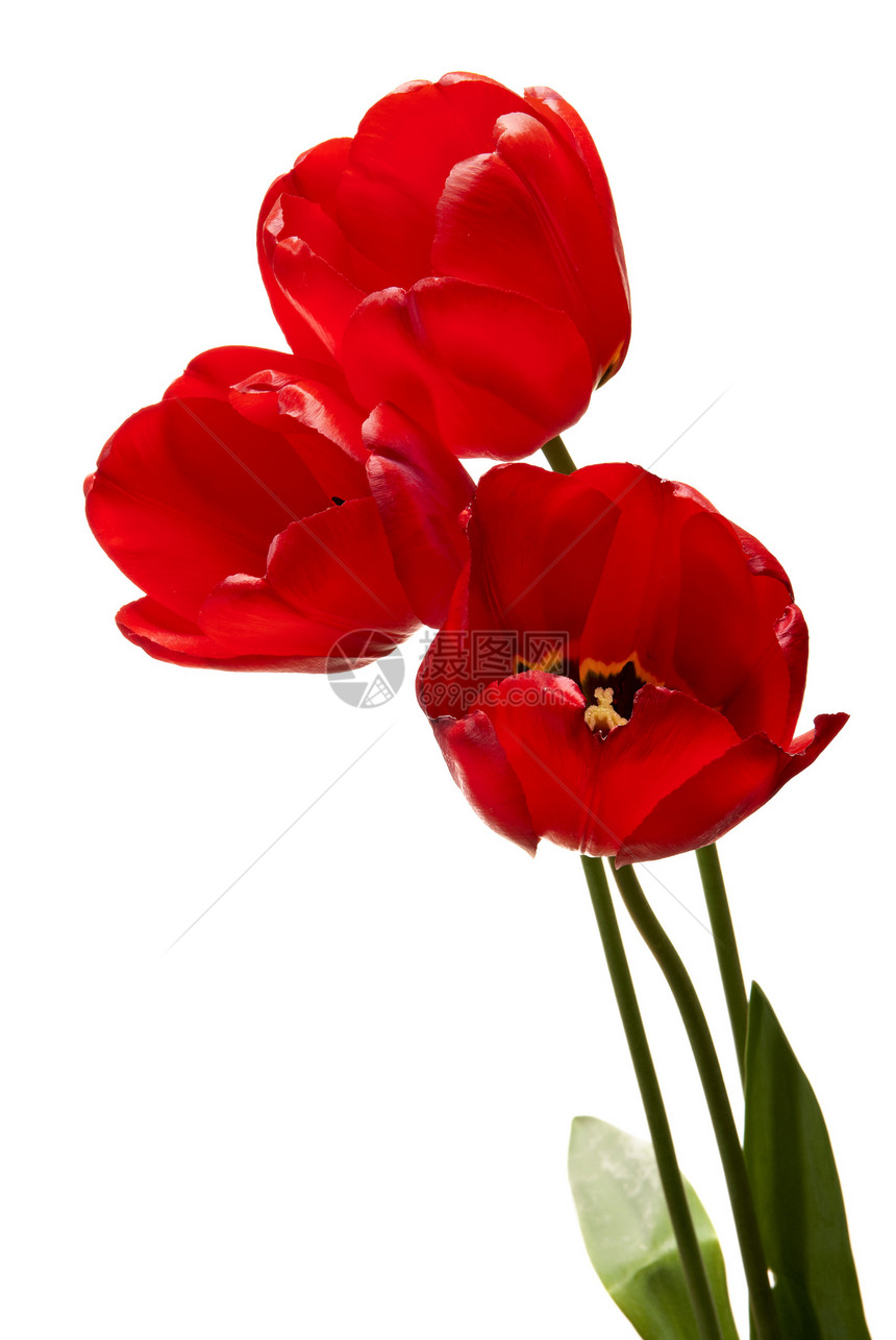 图利页背光热情摄影花头红色宏观影棚花瓣季节植物图片