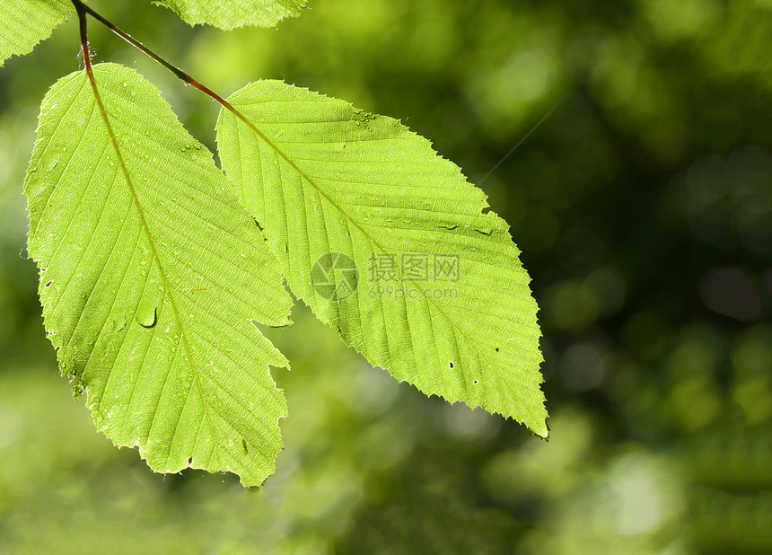 带水的绿叶绿色雨滴树木植物环境森林生长飞沫植物学活力图片