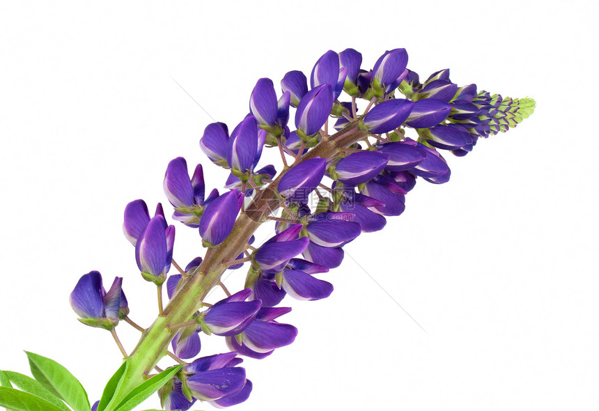 蓝花草地叶子蓝色植物白色花瓣场地紫色季节花园图片