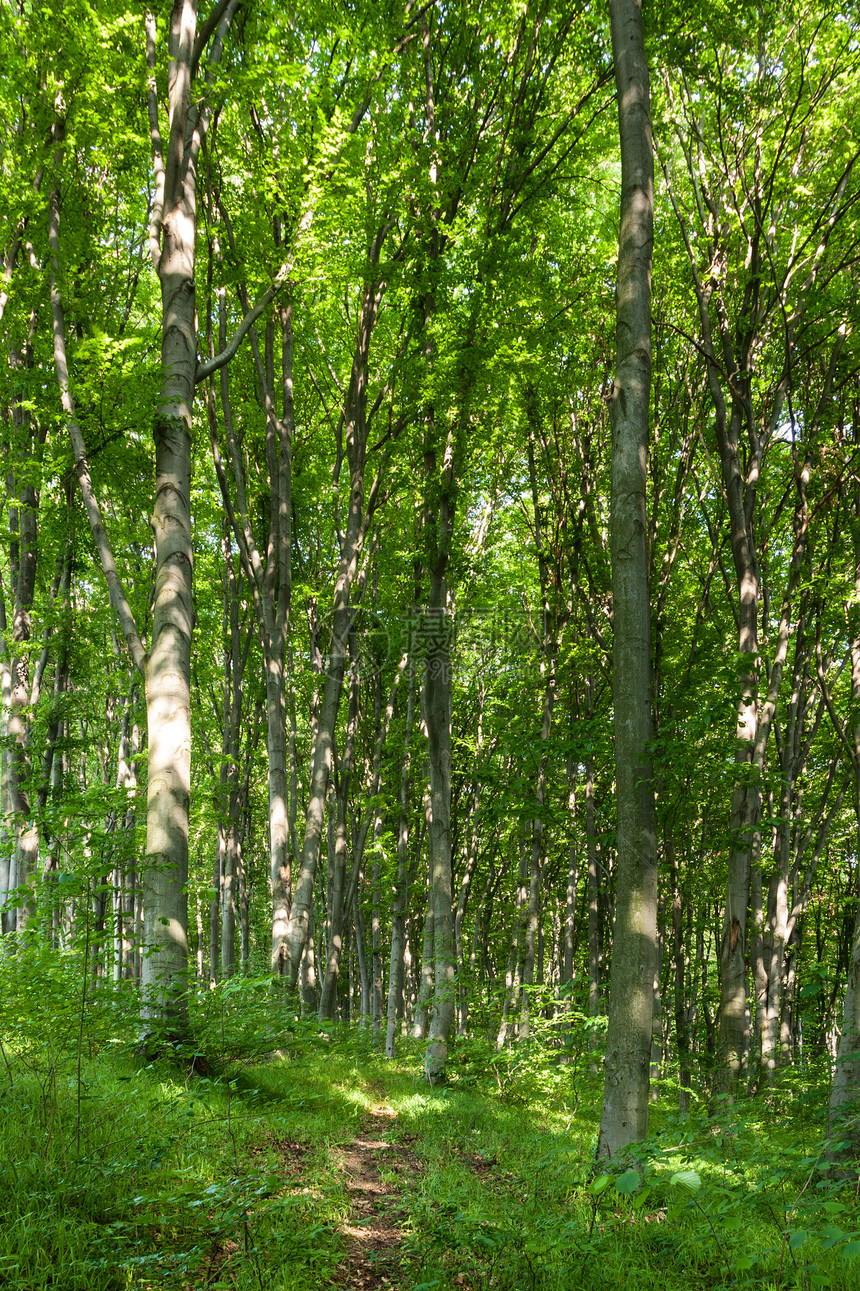 夏月木荒野星星叶子活力环境山毛榉树木树叶太阳阳光图片