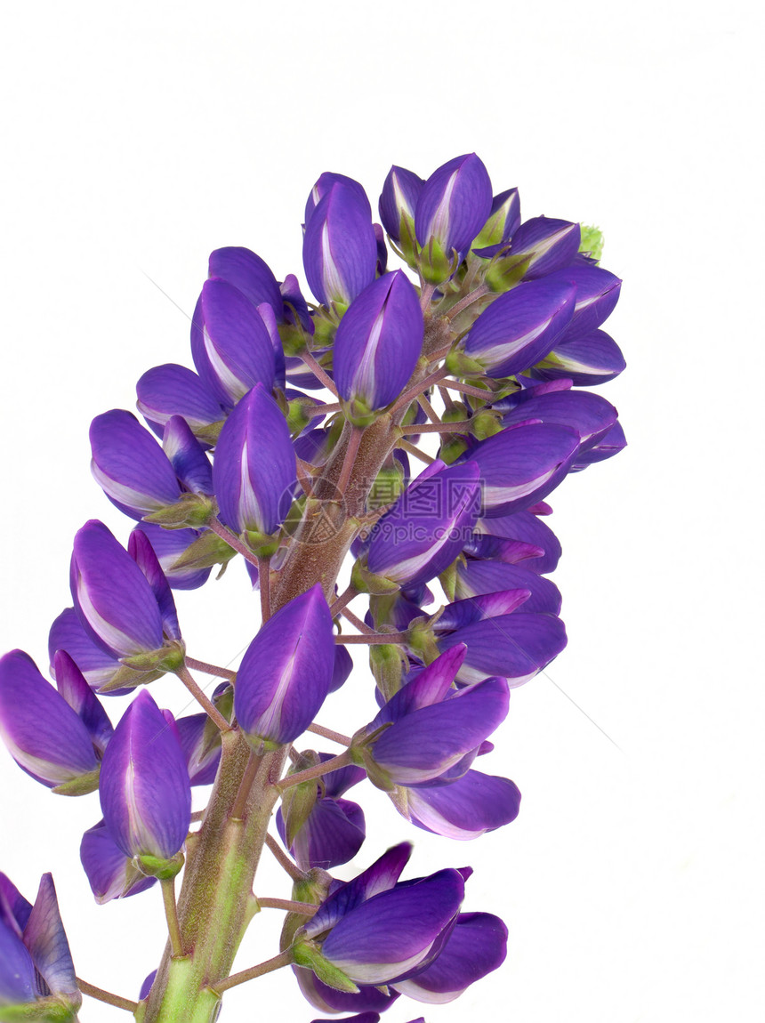 蓝花绿色叶子草地季节植物花瓣花园蓝色活力场地图片