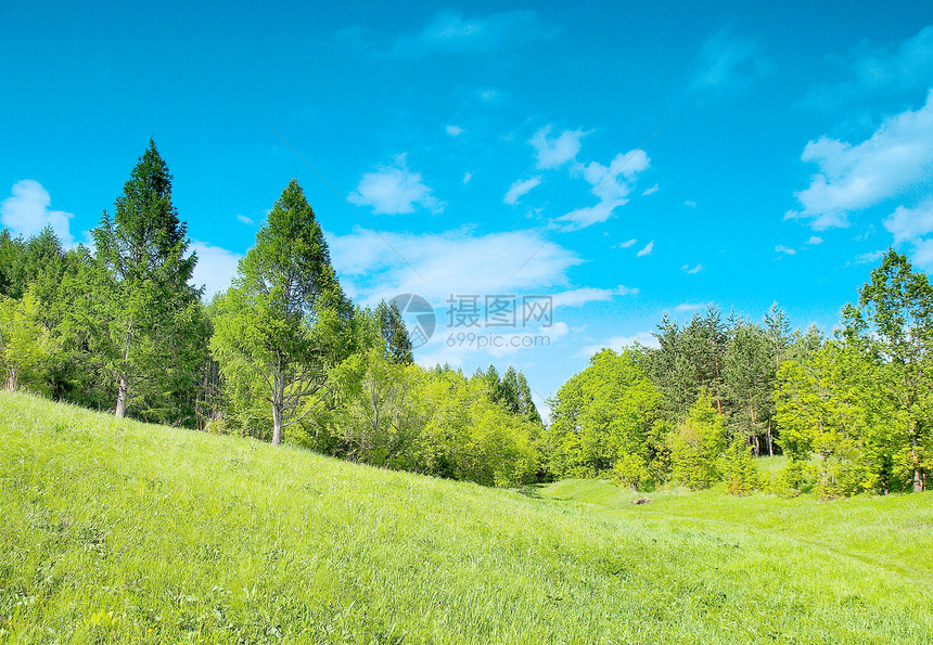 夏月森林景观与森林场地全景环境土地丘陵绿色孤独植物天空草地图片