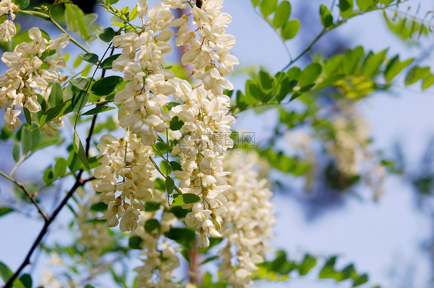 白acacia花花花园蓝色生育力森林阳光晴天生态药品叶子太阳图片