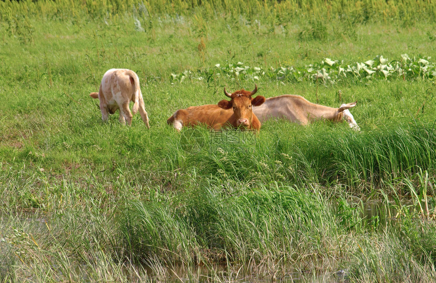 牛在牧场上小牛黄色绿色食物乳房季节棕色乡村奶牛团体图片