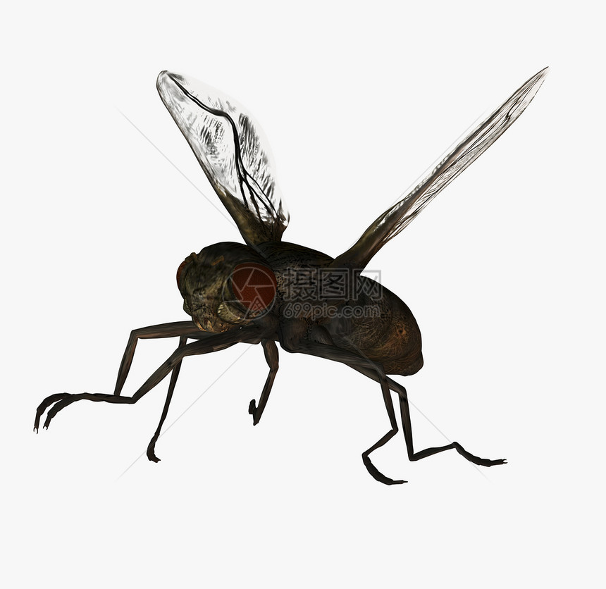飞飞行害虫翅膀肉蝇渲染昆虫臭虫苍蝇插图图片