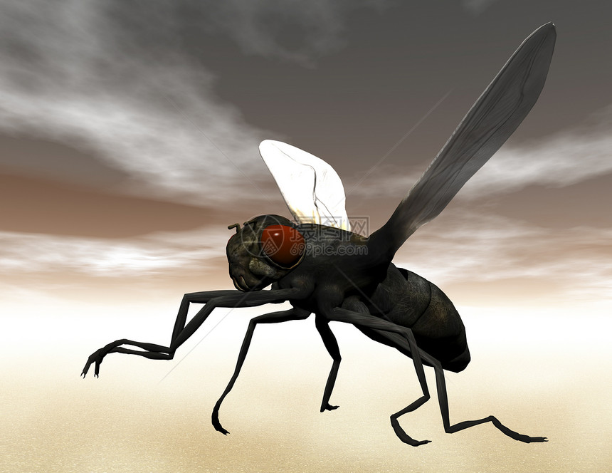 飞苍蝇插图渲染昆虫臭虫飞行翅膀肉蝇害虫图片
