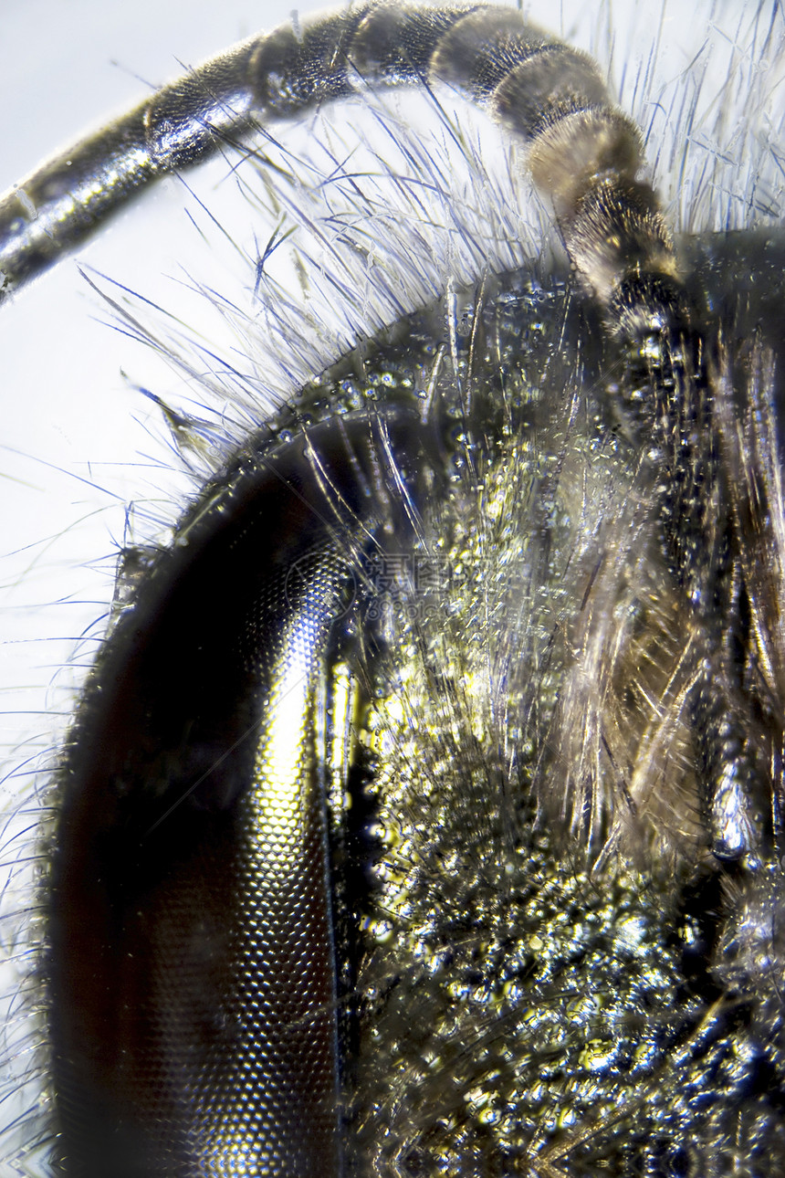 蜜蜂昆虫照片生物学触手皮肤动物群触角眼睛毛皮微距图片
