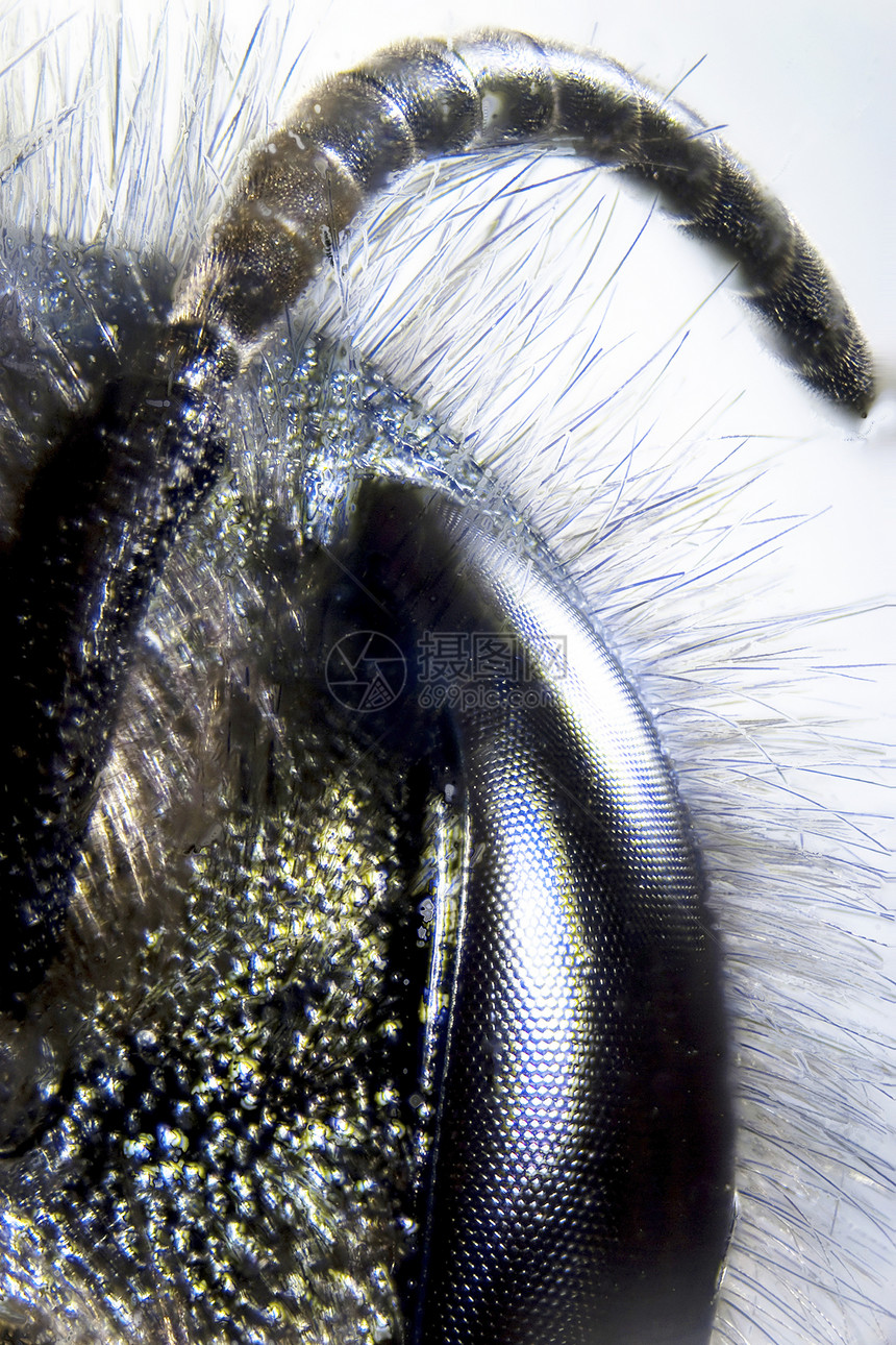 蜜蜂眼睛微距显微复眼动物群宏观照片头发触角摄影图片