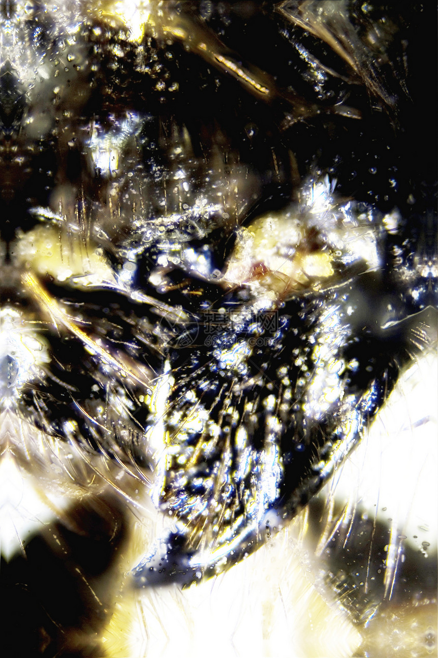 蜜蜂毛皮皮肤触手显微生物学微距昆虫宏观照片摄影图片
