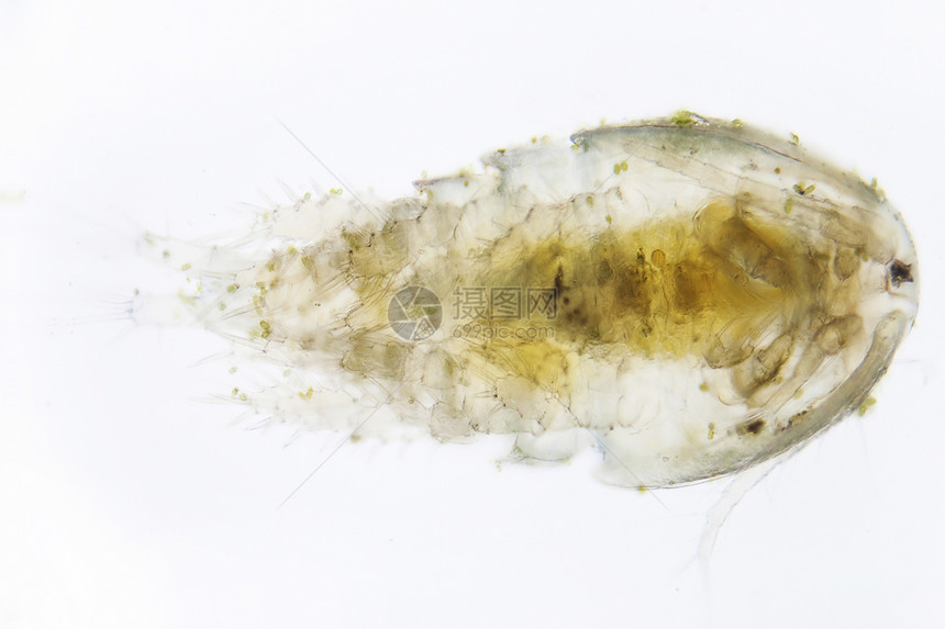 独眼身体照片甲壳类池塘显微天线微生物小龙虾螃蟹小动物图片