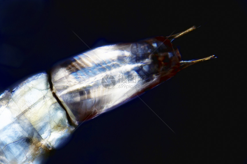 拉瓦蚊子触手眼睛动物群原虫微距生命皮肤动物微生物图片