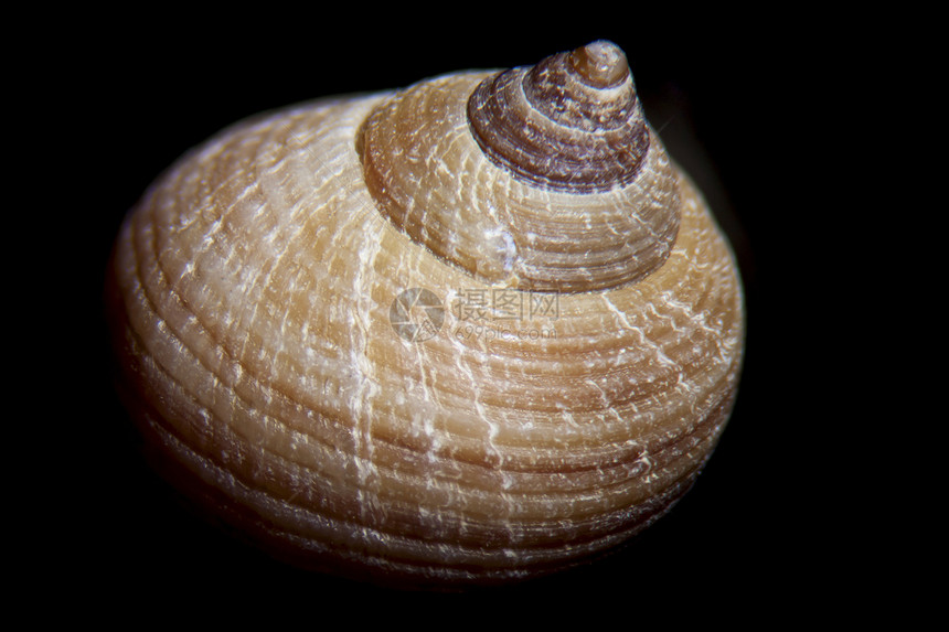 Snail 贝壳蜗牛壳几何学住房圆形螺旋蜗牛黑色海洋背景宏观图片