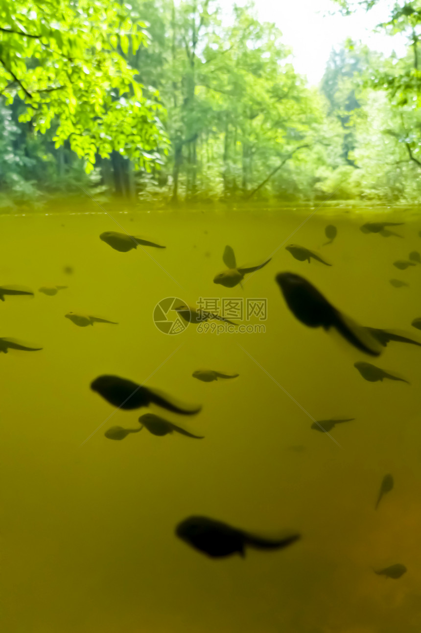 悲剧旱獭水池池塘生物动物学艺术蟾蜍生物学两栖动物图片