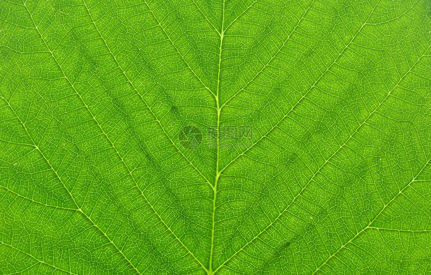 绿叶宏细胞叶子植物绿色肋骨图片
