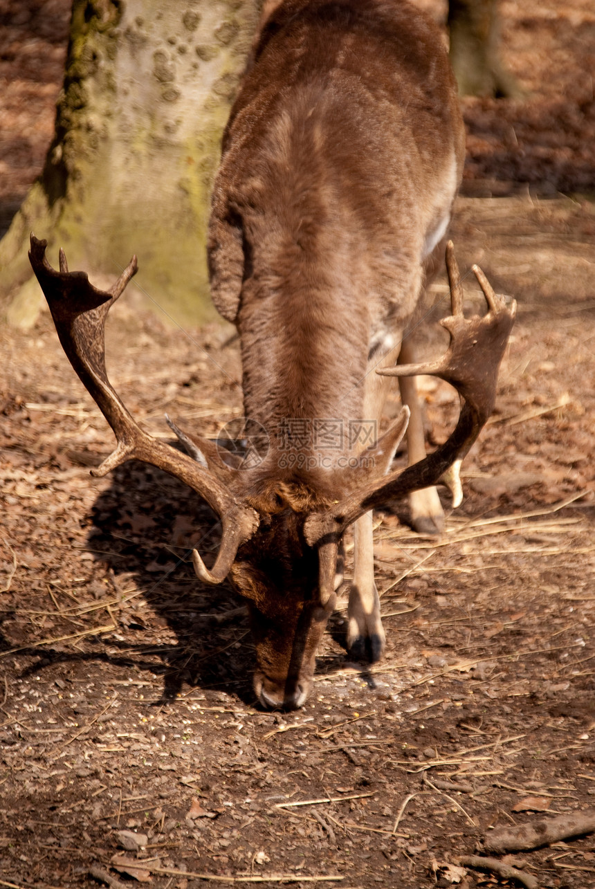 麈红鹿树木野生动物木头动物学鹿肉鹿角游戏动物群喇叭图片
