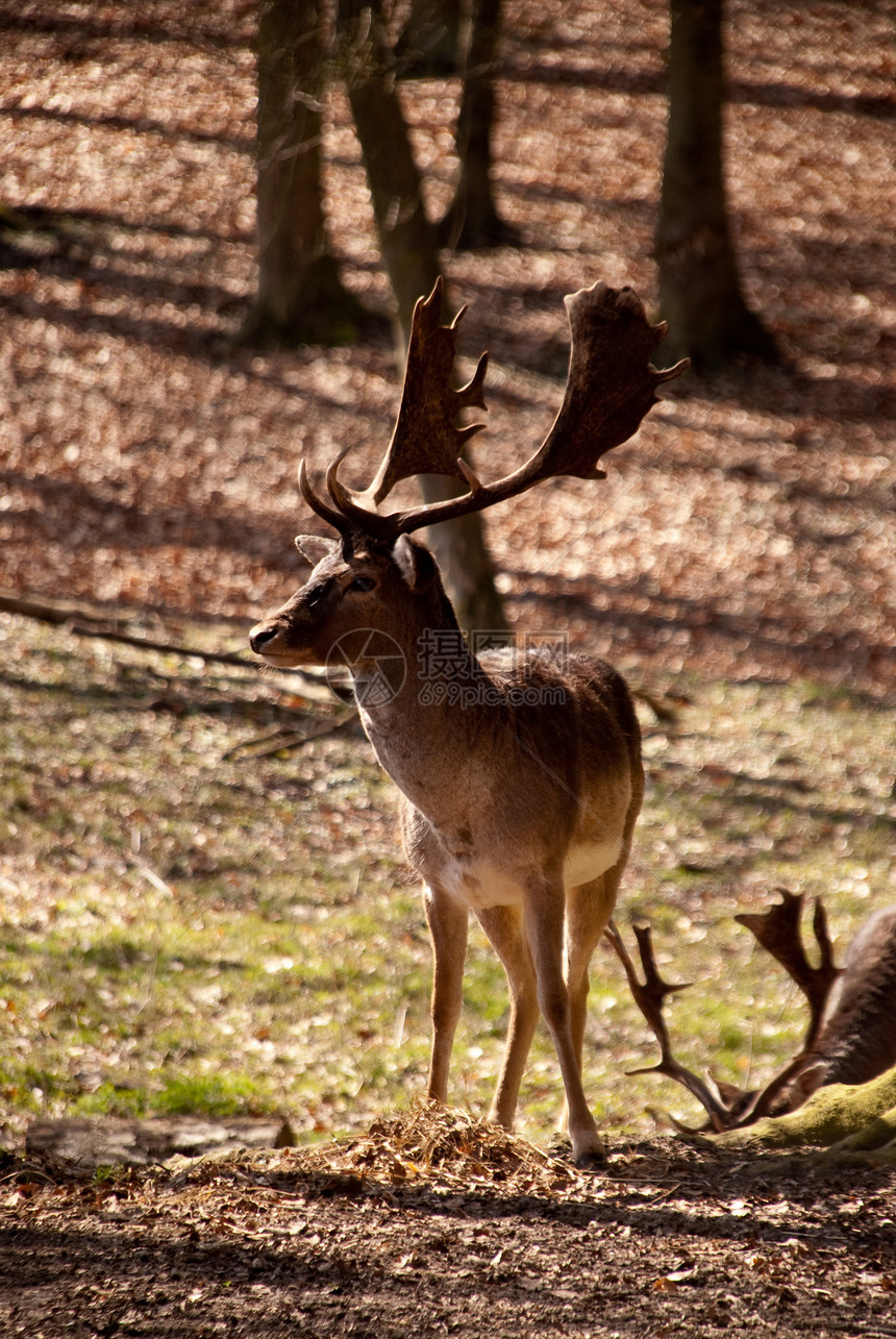 麈喇叭树木鹿肉野生动物动物群红鹿动物学荒野木头游戏图片
