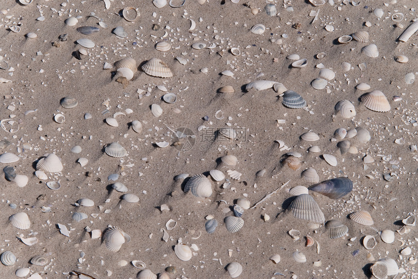 海滩沙滩季节泥滩海岸壳类贝壳图片